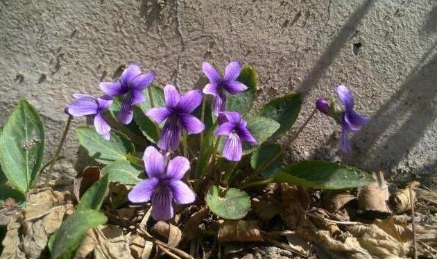 春天常见的小野花 长在墙角别拔掉 价值很高 老人说能 救命 野花 野草 紫花地丁