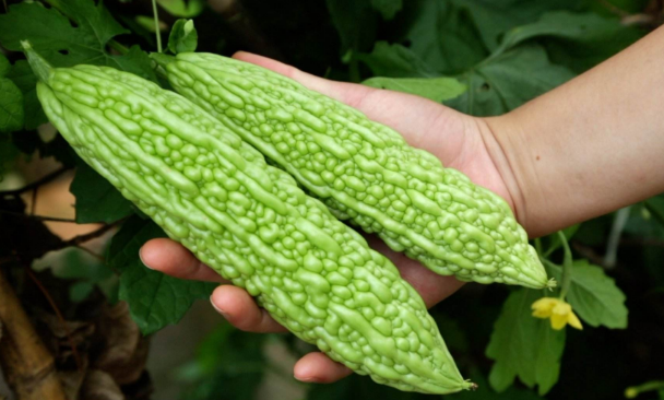 年轻人表示严正"抗拒"的几种蔬菜,苦瓜首当其冲,你都能接受吗?