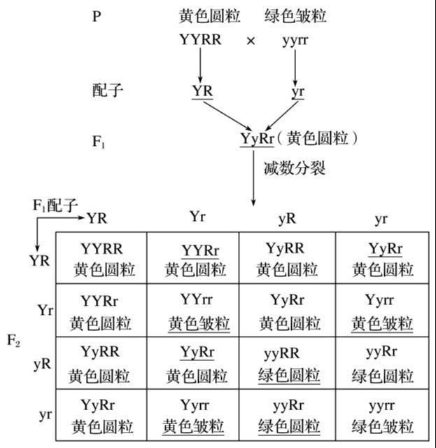 两对相对性状杂交图谱3,通过实验验证孟德尔假说的核心:f1代在产生