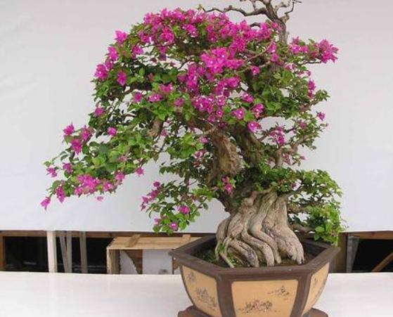 2月盆栽三角梅该如何管理北方栽种做到3点枝繁叶茂开花早