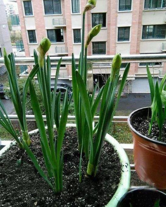 小苍兰是采用分球的方式起来繁殖的,要选择差不多大小的球茎,这样日后