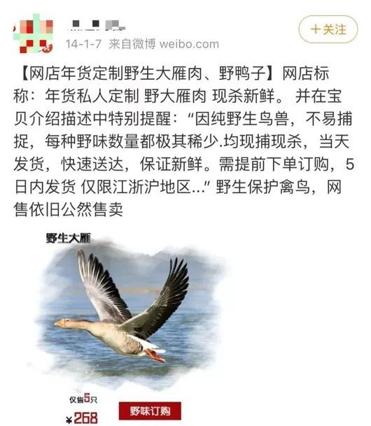 纯野生大雁