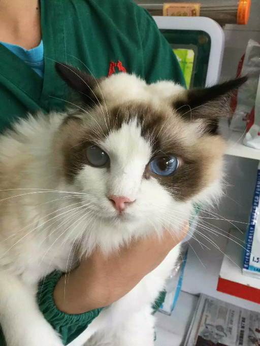 猫咪青光眼带来的痛苦你真的很难察觉