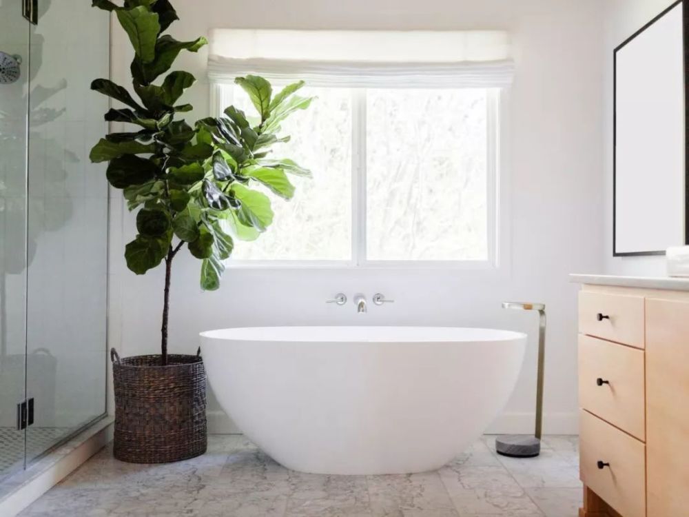 浴室里的7个布置植物创意 都是一些耐阴喜湿的观叶植物 腾讯新闻