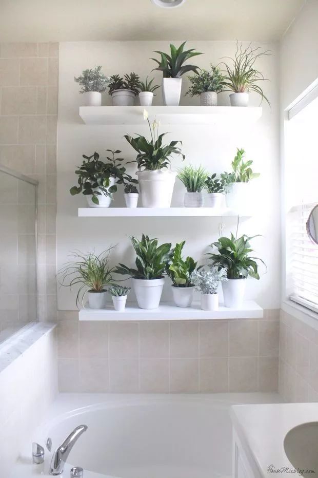 浴室里的7个布置植物创意 都是一些耐阴喜湿的观叶植物 腾讯新闻