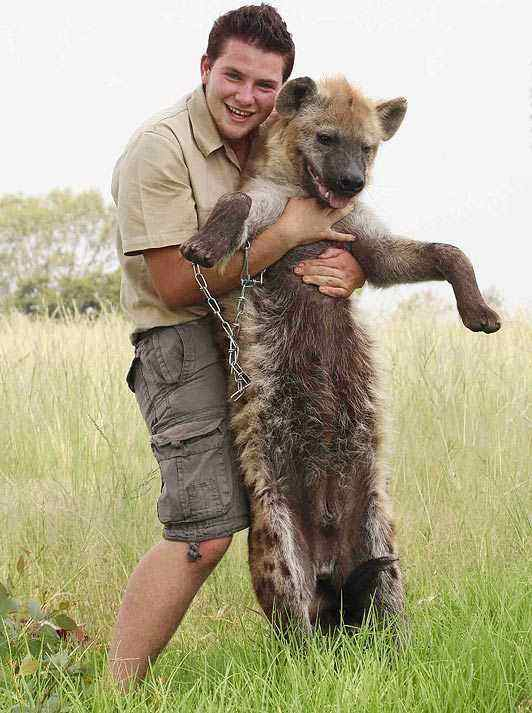 鬣狗与非洲野狗体型相似,可为何都说二者狭路相逢,野狗一定胜出