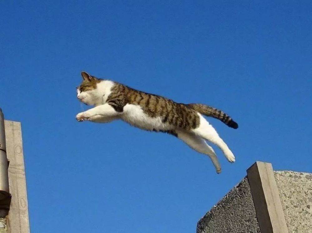 现在不止人类知道猫会飞了,今天你家的喵飞了吗?