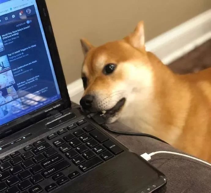 "自从我开始在家办公,我家狗砸就彻底疯了……"