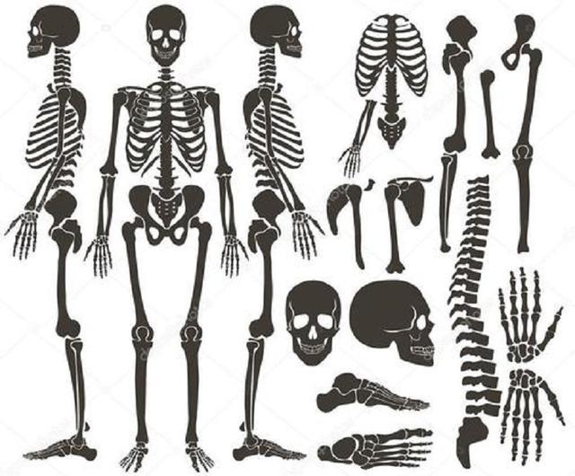 中国人比欧美人少2块骨头到底哪去了难道化成了骨气