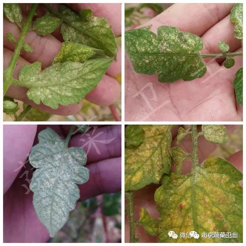 番茄抗性小虫危害频发粉虱蓟马红蜘蛛综合防治秘籍为您排忧解难