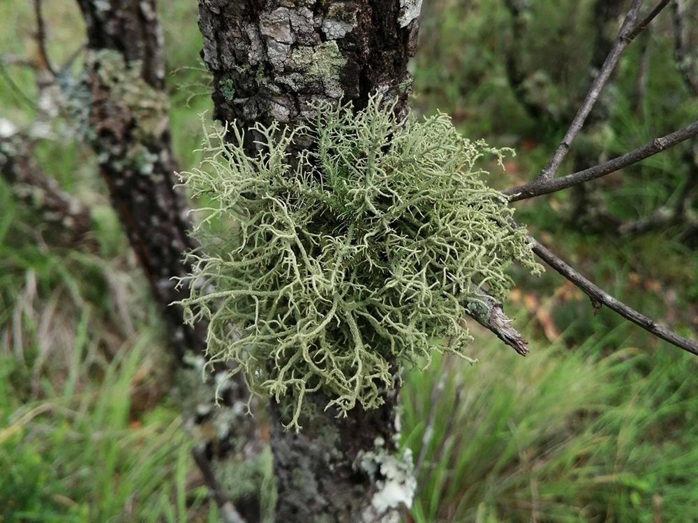 今天就来说一种比较奇特的野生菌,大家都知道由于气候的原因,云南的