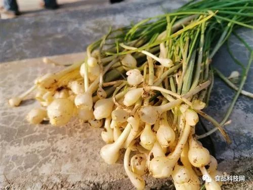 这个时节的野蒜最好吃,对人体有6种好处,但有3类人不宜食用