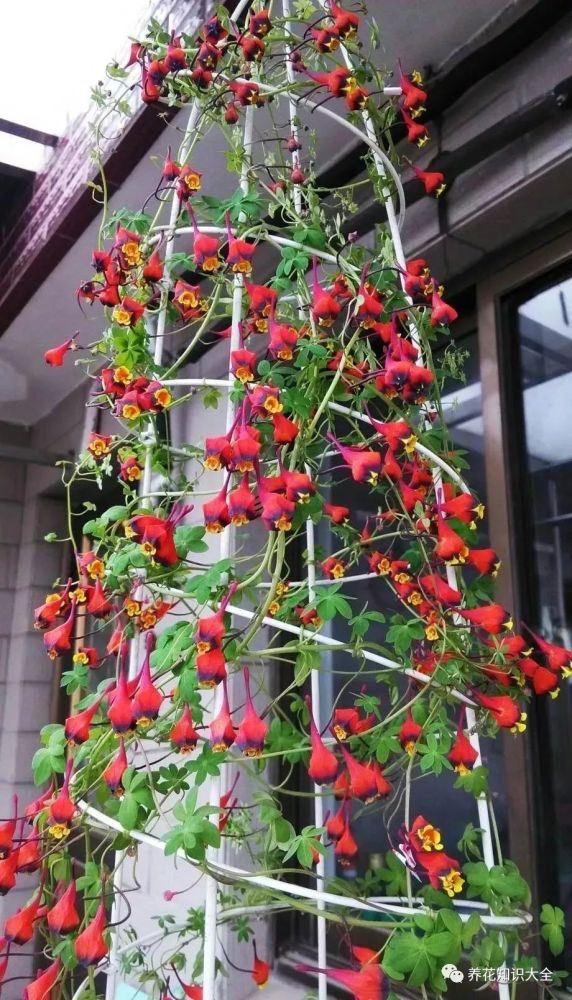 这花春天爱疯长,越晒越爱开,养1棵分分钟变花墙,美翻天!