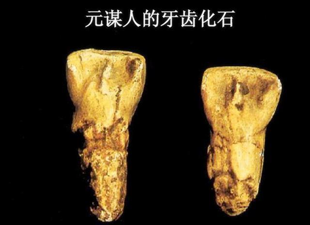 在对比计算变异系数以后,发现元谋人牙齿尺寸呈现出的变异,没有达到种