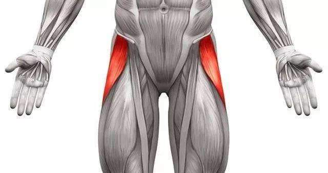 髋关节内旋肌肉图片