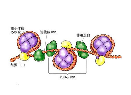新型冠状病毒35dna的大沟和小沟顺铂顺反异构