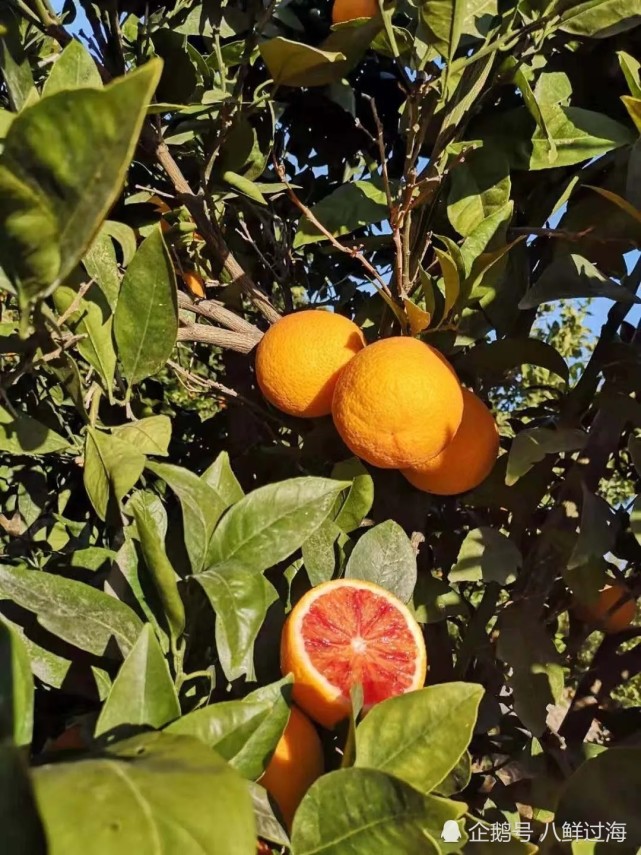 来自意大利西西里岛的美味传说血橙