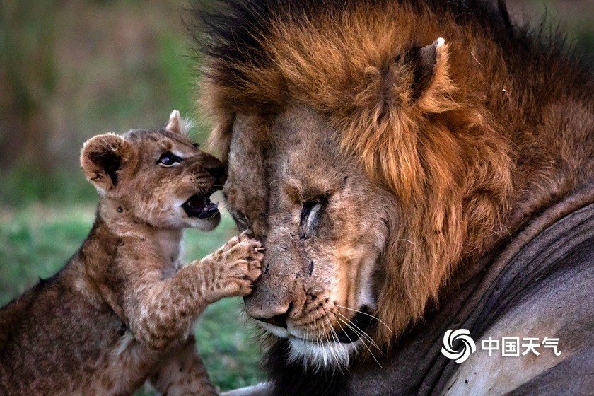 超有爱盘点动物们那些温情瞬间 腾讯新闻
