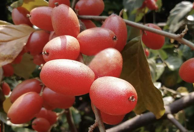 农村山上一种"羊奶果"价值珍贵,可吃可入药可做盆栽,认识吗?