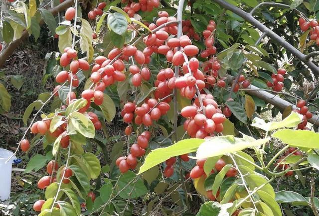 农村山上一种羊奶果价值珍贵可吃可入药可做盆栽认识吗