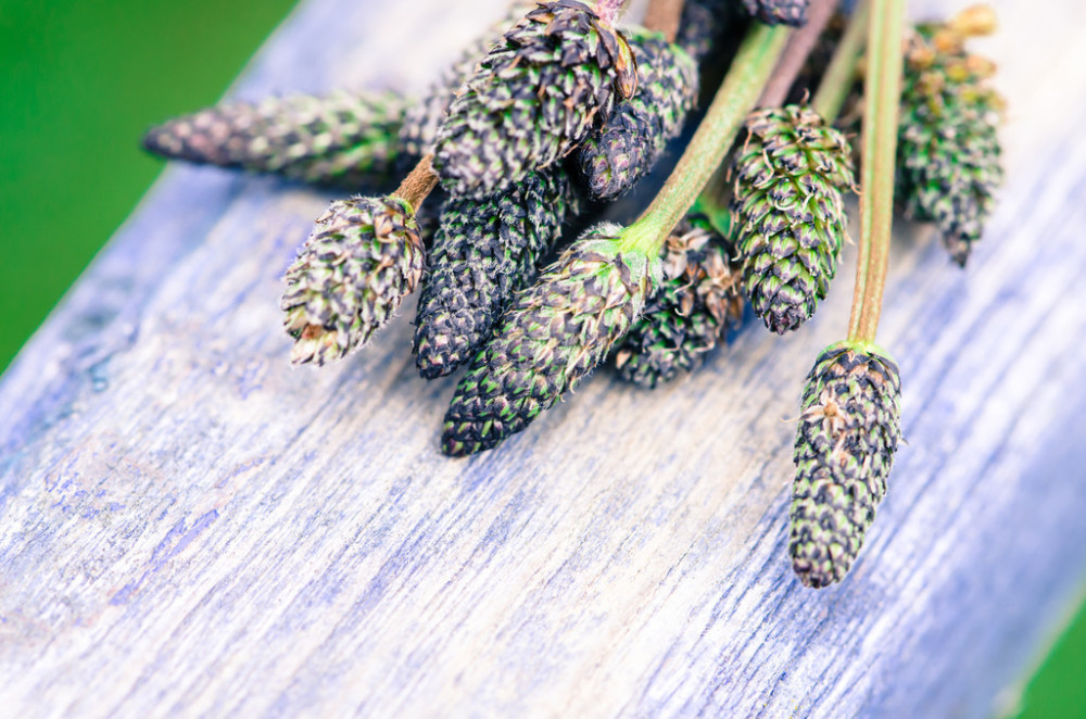 农民叫它"蛤蟆菜",别再喂鸡了,5块一把很好卖,还另有用途!