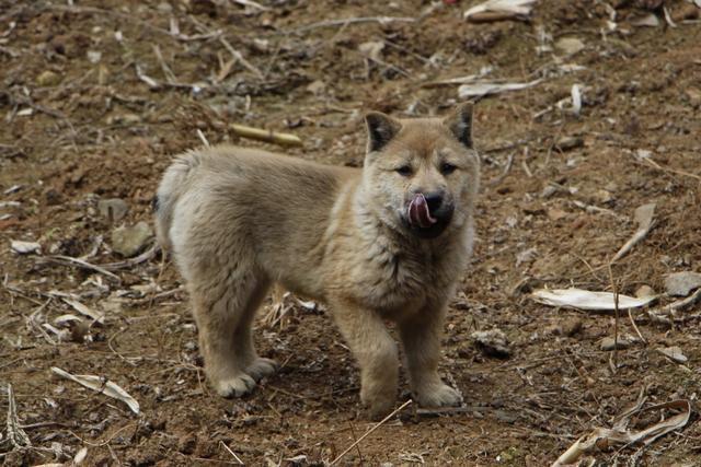 中華田園犬不如外來品種不是的我們的土狗也很優秀