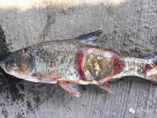 图7,8:体表穿孔的鲤及背部溃烂露出脊椎的鲫图5,6:部分鱼眼球突出