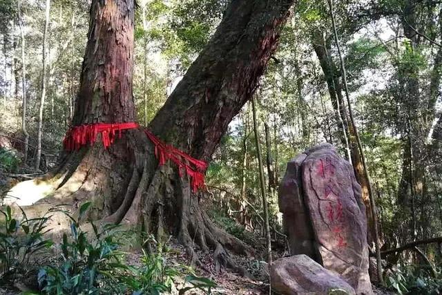 走进中国绿都世界最大的格氏栲天然林区连续40年未出过火警