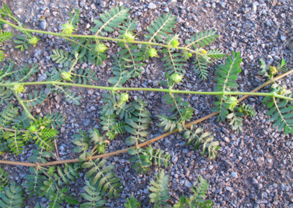 农村有种植物叫"蒺藜",常常扎人惹农民嫌弃,如今却成健体良药