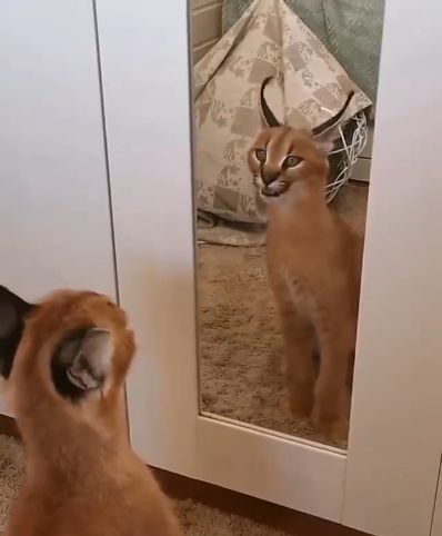 猫咪第一次照镜子很好奇结果站在那里不走了猫这帅哥谁啊
