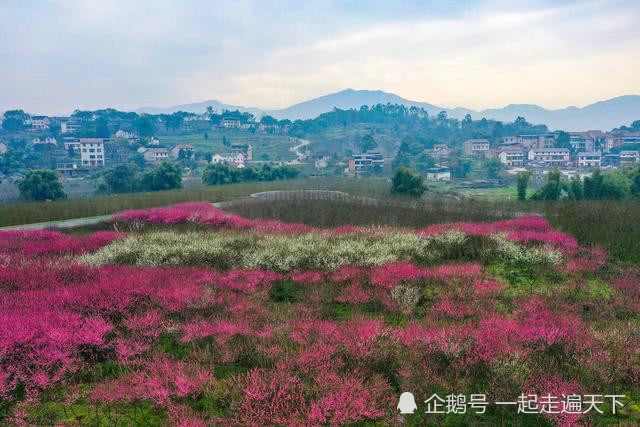 实拍 我国南方春暖花开 景色美不胜收 腾讯新闻