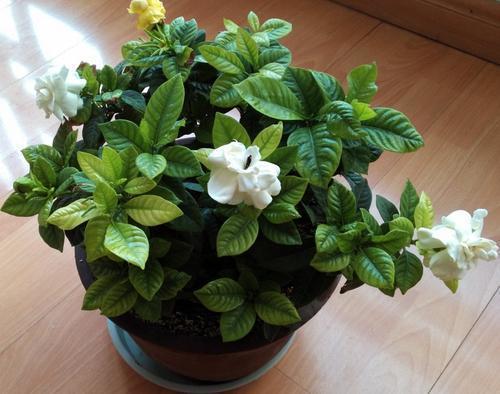 早春到 家养这 3种 花 修剪需留意 一不小心就开不出花朵 腾讯新闻