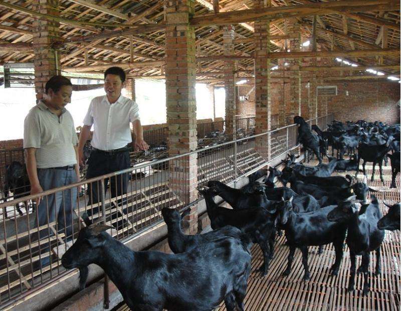 对于懂养羊技术缺资金的创业者怎么办4点建议供您参考