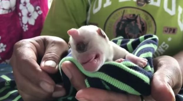 是闻所未闻的事情……近日,泰国中部就诞生了一只独眼小奶狗——凯文