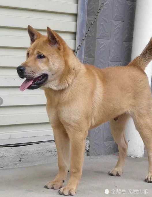 城市宠主敢说话,农村土狗不栓绳,凭啥城里宠物要栓绳