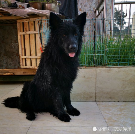 产自东北的2种黑狗 在中国不出名 却扬名海外 将成下一个藏獒 腾讯新闻
