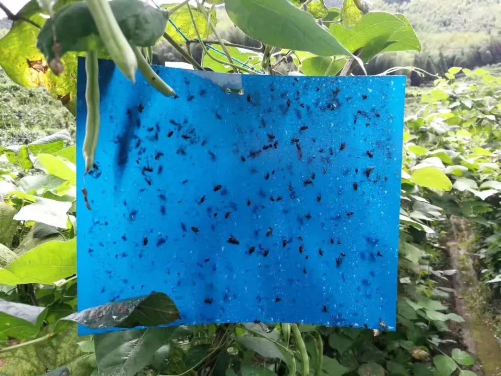 新冠肺炎疫情防控期间蔬菜病虫害防控建议及防控关键