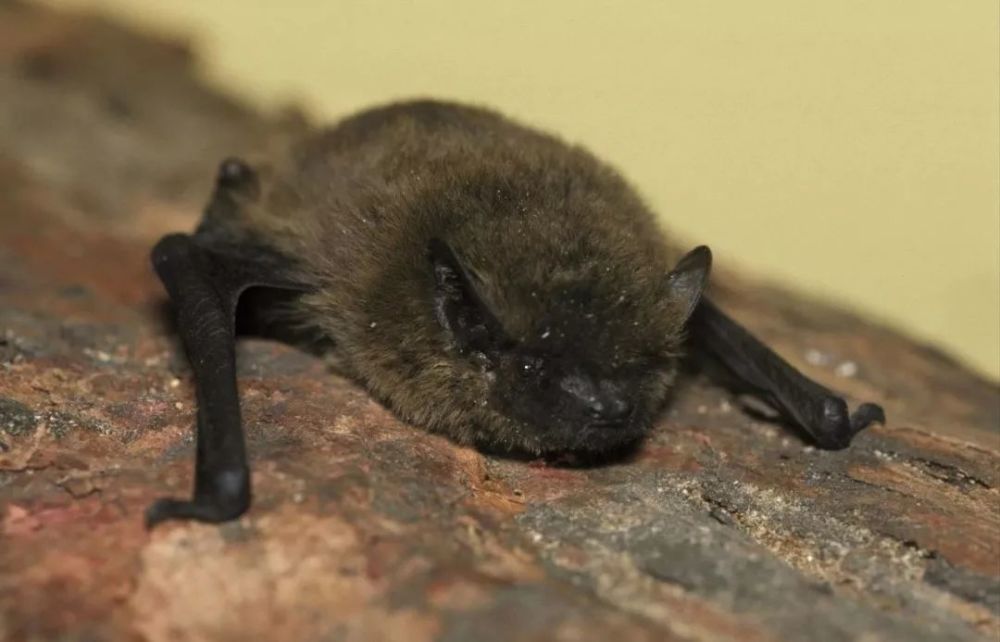 冰冷的雪山炎热的沙漠是世界分布最广泛的哺乳动物类群之一蝙蝠在全