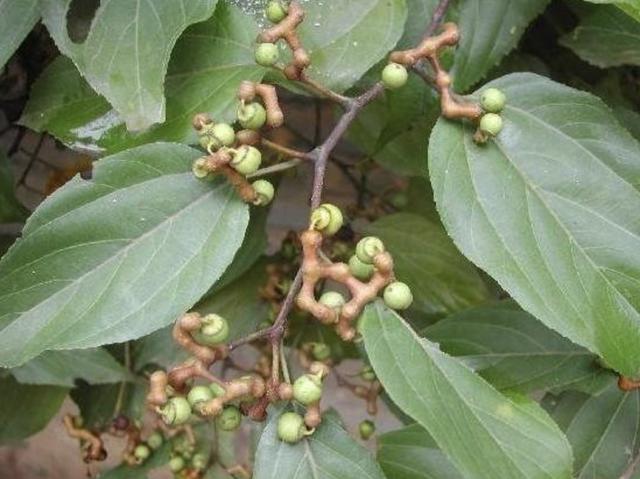 小时候会去摘1种鸡爪梨褐色的果子独特如今珍贵也少见