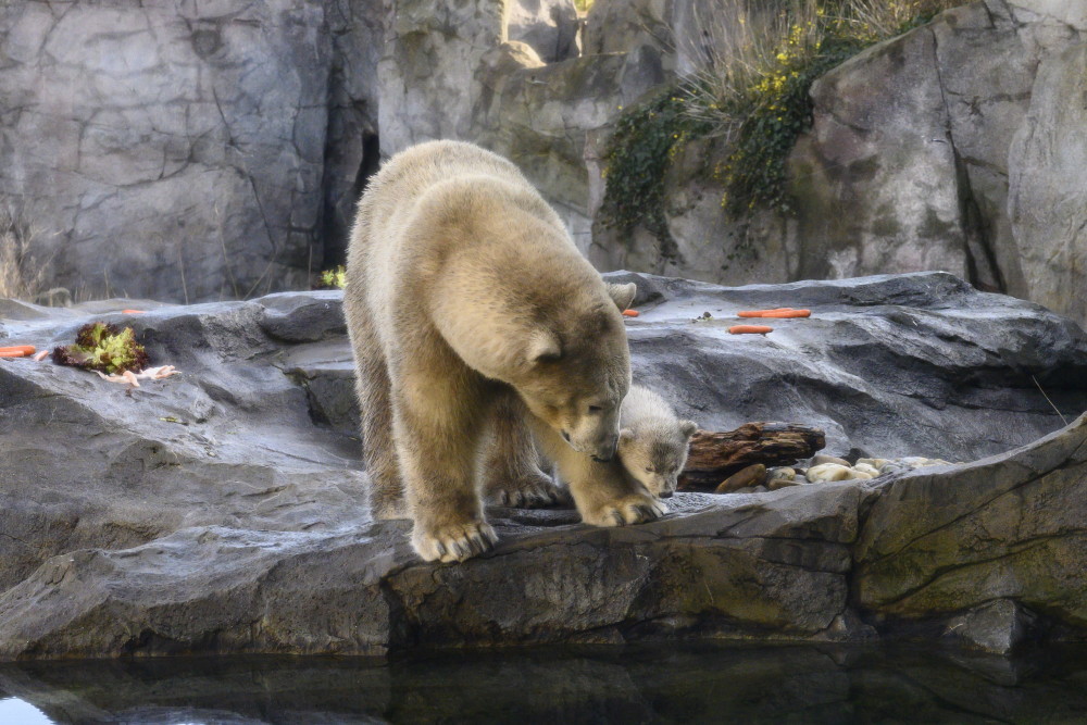美泉宫动物园的北极熊