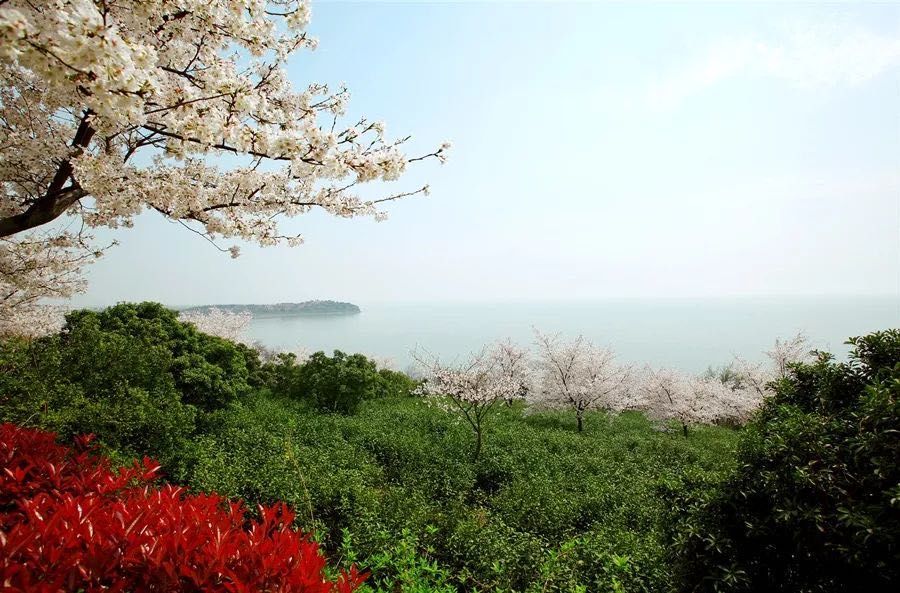 地址:無錫市濱湖區紅沙灣路東14龍頭渚公園公園面對萬頃太湖,背靠靈山