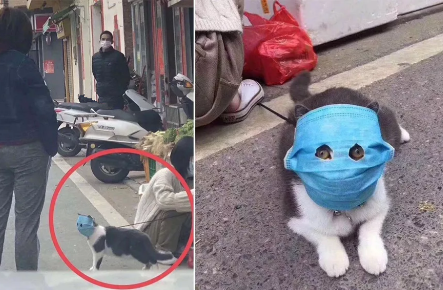 "口罩猫"引外国网友疯传,日本大神还为它做了塑像