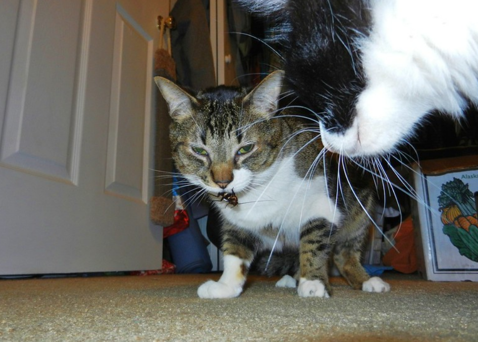 有猫的地方没蟑螂猫咪可是蟑螂猎手只要你不嫌邋遢就行