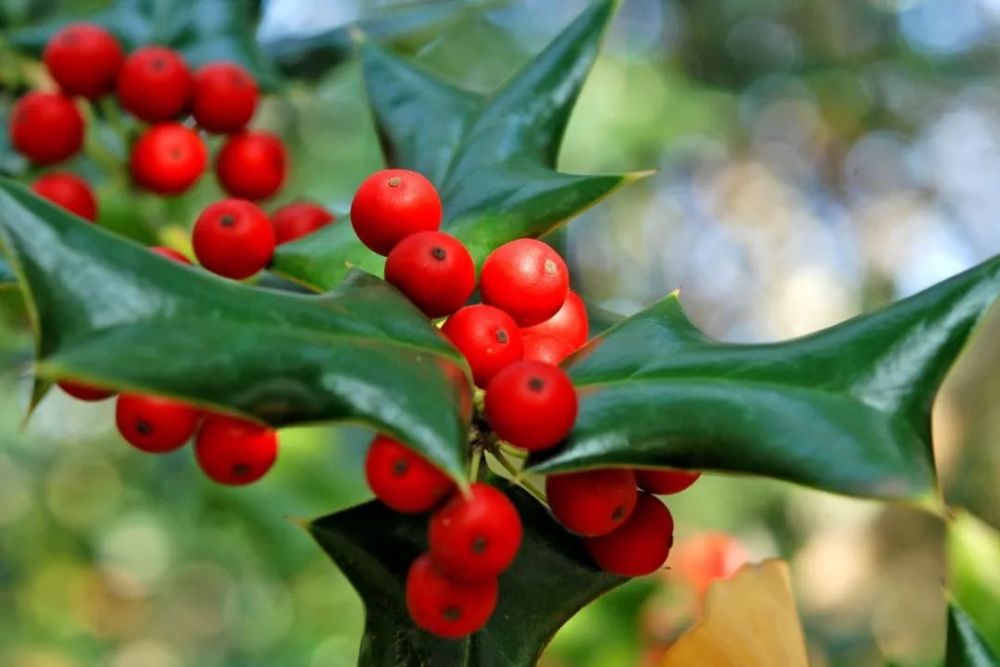 紅果獻瑞冬日裡暖人心的一抹紅在楊浦公園被發現啦