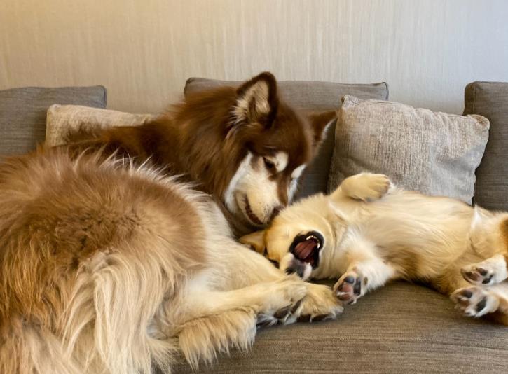 王思聪前女友口嗨:劣质基因一直在繁殖!