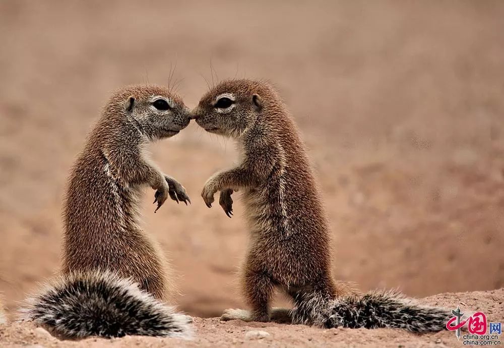 情人节最可爱的秀恩爱动物情侣比心相互依偎