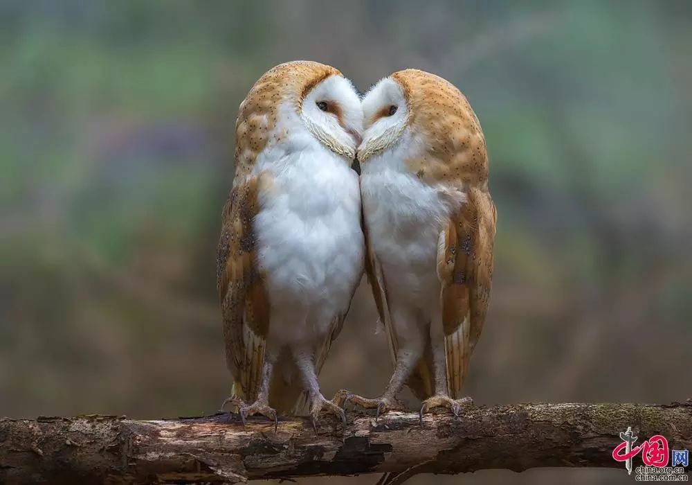 情人节最可爱的秀恩爱动物情侣比心相互依偎