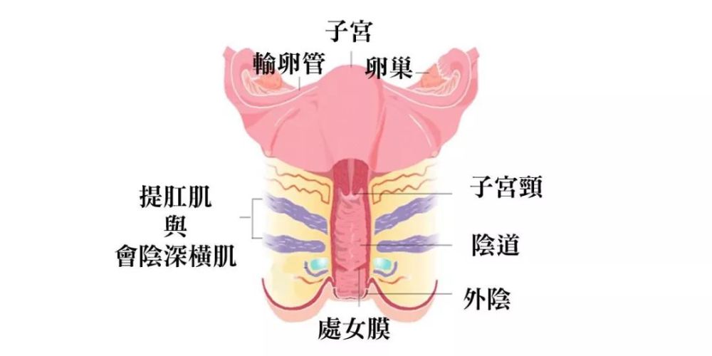 辅生医学科普:还没开始又双叒叕胎停育了!