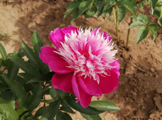 情人节不只有玫瑰 在我们中国古代 这5种花才代表爱情 情人节 芍药 桃花 玫瑰 红豆 木兰花