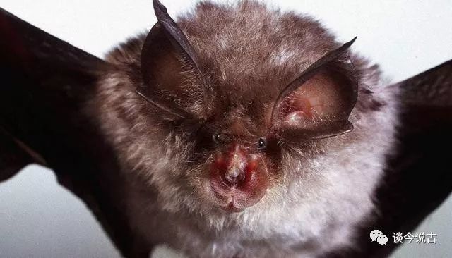 艾滋病埃博拉非典人类到底从野生动物身上感染了多少病毒